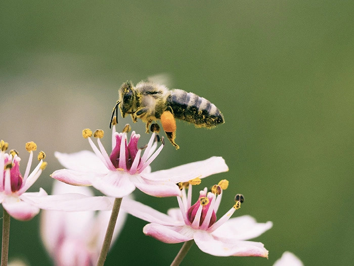 Signs of the Divine: The Honeybee in the Quran